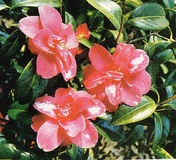 Camellia