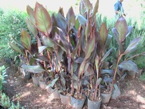 Canna fiorifera