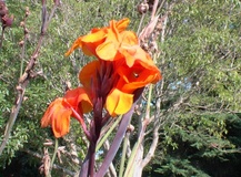 Canna fiorifera