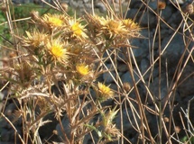 Carlina raggio d'oro