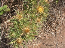 Carlina raggio d'oro