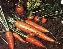 Carota