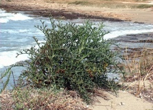 Carota spinosa