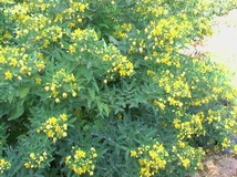 Cassia floribunda