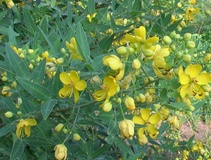 Cassia floribunda