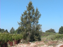 Casuarina