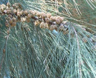 Casuarina