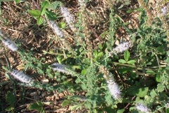 Cataria o Menta selvatica