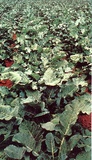 Cavolo broccolo