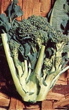 Cavolo broccolo