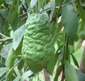 Cedro