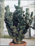 Cereus mostruoso