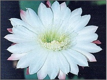 Cereus mostruoso