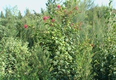 Cestrum