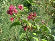 Cestrum