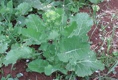 Cima di rapa