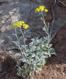 Cineraria