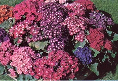 Cineraria ibrida