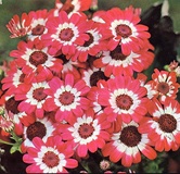 Cineraria ibrida