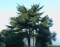 Cipresso macrocarpa