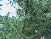 Cipresso macrocarpa