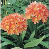 Clivia