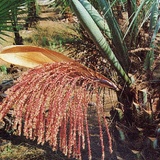 Cocos australis