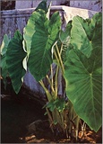 Colocasia