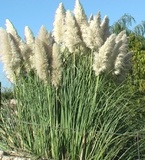 Cortaderia o Erba delle Pampas