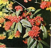 Cotoneastro