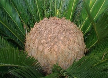 Cycas