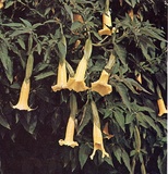 Datura o Brugmansia