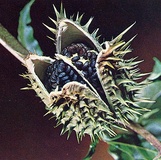 Datura o Brugmansia