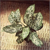 Dieffenbachia