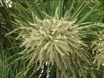 Dracaena