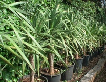 Dracena draco