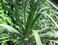 Dracena draco