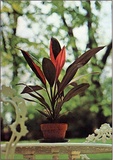 Dracena Terminalis