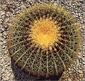 Echinocactus