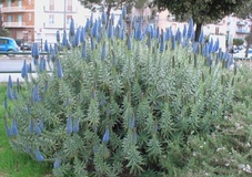 Echium