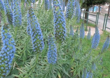 Echium