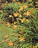 Emerocallide aurantiaca