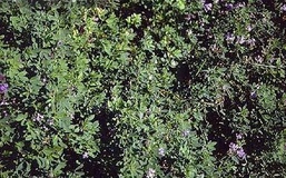 Erba medica