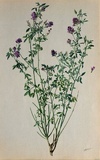 Erba medica