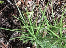 Erodium cicutarium