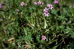 Erodium cicutarium