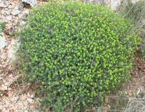 Euforbia spinosa