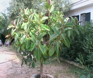 Ficus