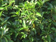 Ficus magnolioides