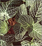 Fittonia